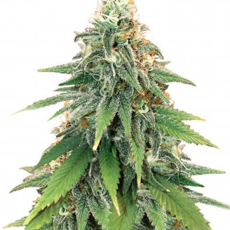 Купить семена марихуаны Godzilla Glue Fem. Купить семена марихуаны Godzilla Glue Fem.