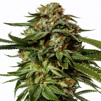 Купить семена марихуаны Gorilla Glue Fem. Купить семена марихуаны Gorilla Glue Fem.