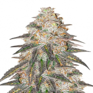 Купить семена марихуаны Grandmommy Purple Fem. Купить семена марихуаны Grandmommy Purple Fem.