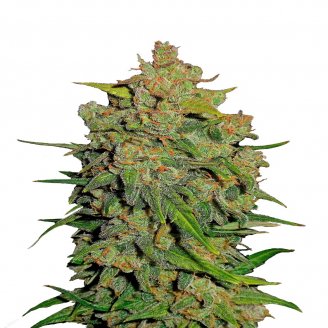 Купить семена марихуаны Lemon AK Auto Fem. Купить семена марихуаны Lemon AK Auto Fem.