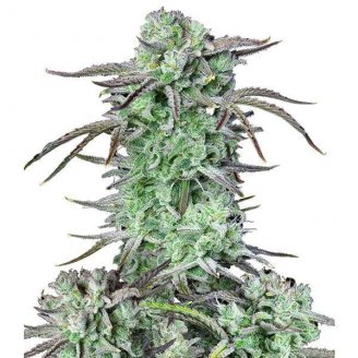 Купить семена марихуаны Strawberry Banana Auto Fem. Купить семена марихуаны Strawberry Banana Auto Fem.