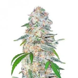 Купить семена марихуаны Blue Dream'matic Auto Fem. Купить семена марихуаны Blue Dream'matic Auto Fem.