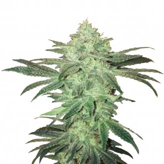 Купить семена марихуаны Stardawg Auto Fem. Купить семена марихуаны Stardawg Auto Fem.