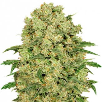 Купить семена марихуаны Kosher Cake Auto Fem. Купить семена марихуаны Kosher Cake Auto Fem.
