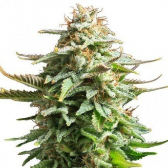 Купить семена марихуаны Amnesia Haze Auto Reg. Купить семена марихуаны Amnesia Haze Auto Reg.