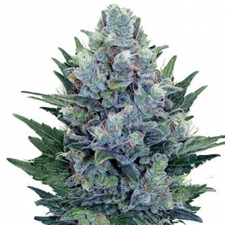 Купить семена марихуаны Cheese Auto Reg. Купить семена марихуаны Cheese Auto Reg.