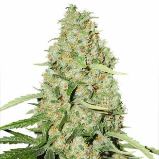 Купить семена марихуаны Astral Auto Fem. Купить семена марихуаны Astral Auto Fem.