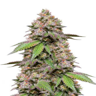 Купить семена марихуаны Godzilla Cookies Auto Fem. Купить семена марихуаны Godzilla Cookies Auto Fem.