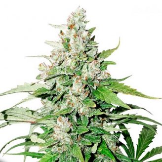 Купить семена марихуаны Cinderella Auto Fem. Купить семена марихуаны Cinderella Auto Fem.