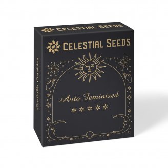 Семена конопли купить сорт Cinderella Auto Fem. Семена конопли купить сорт Cinderella Auto Fem.