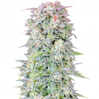 Купить семена марихуаны Afghan Auto Fem. Купить семена марихуаны Afghan Auto Fem.