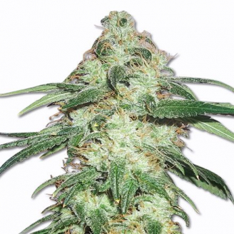 Купить семена марихуаны Pound Cake Auto Fem. Купить семена марихуаны Pound Cake Auto Fem.