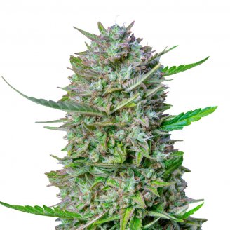 Купить семена марихуаны Guava Auto Fem. Купить семена марихуаны Guava Auto Fem.