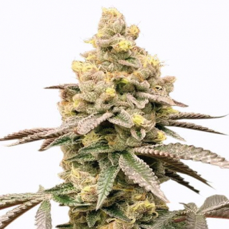 Купить семена марихуаны Tropico Cookies Auto Fem. Купить семена марихуаны Tropico Cookies Auto Fem.