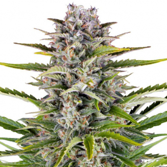 Купить семена марихуаны Gorilla Zkittlez Auto Fem. Купить семена марихуаны Gorilla Zkittlez Auto Fem.