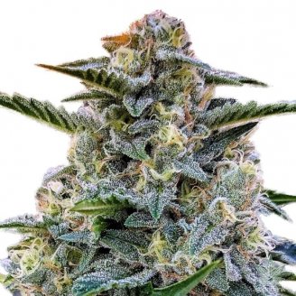 Купить семена марихуаны Bruce Banner # Auto Fem. Купить семена марихуаны Bruce Banner # Auto Fem.