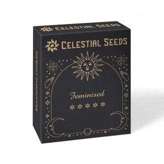 Семена конопли купить сорт Golden Sands Fem. Семена конопли купить сорт Golden Sands Fem.