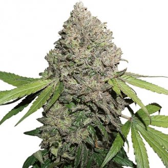 Купить семена марихуаны Moonshine Cookies Fem. Купить семена марихуаны Moonshine Cookies Fem.