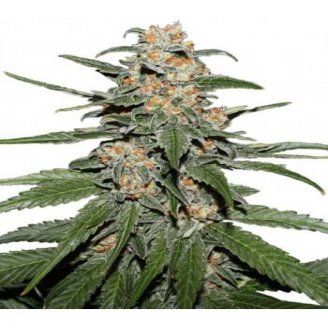 Купить семена марихуаны RS11 Fem. Купить семена марихуаны RS11 Fem.