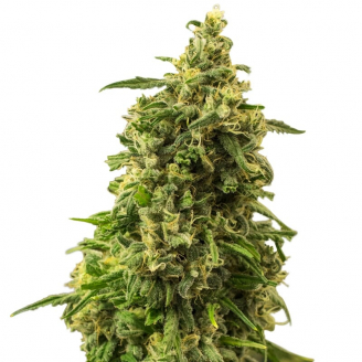 Купить семена марихуаны White Widow Fem. Купить семена марихуаны White Widow Fem.