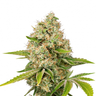 Купить семена марихуаны Bubble Sherbet Fem. Купить семена марихуаны Bubble Sherbet Fem.