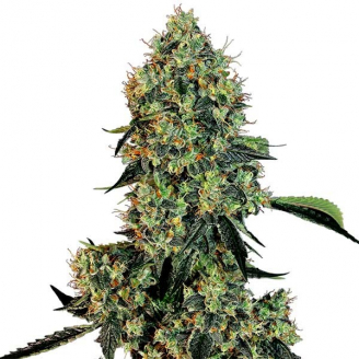 Купить семена марихуаны Eleven Roses Fem. Купить семена марихуаны Eleven Roses Fem.