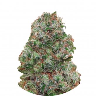 Купить семена марихуаны Bubble Gum Fem. Купить семена марихуаны Bubble Gum Fem.