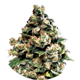 Купить семена марихуаны Jack Herer Fem. Купить семена марихуаны Jack Herer Fem.