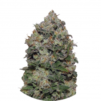 Купить семена марихуаны Northern Lights Fem. Купить семена марихуаны Northern Lights Fem.