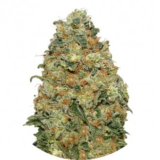 Купить семена марихуаны White Widow Fem. Купить семена марихуаны White Widow Fem.