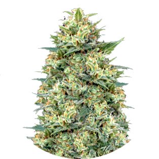 Купить семена марихуаны White Widow Auto Fem. Купить семена марихуаны White Widow Auto Fem.