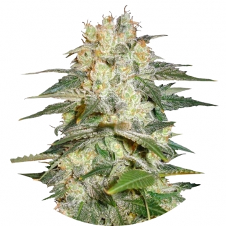 Купить семена марихуаны Afghan Kush Auto Fem. Купить семена марихуаны Afghan Kush Auto Fem.