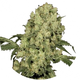 Купить семена марихуаны Ak 47 Auto Fem. Купить семена марихуаны Ak 47 Auto Fem.
