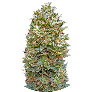 Купить семена марихуаны Bubble Gum Auto Fem. Купить семена марихуаны Bubble Gum Auto Fem.