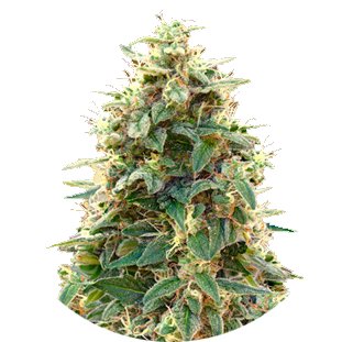 Купить семена марихуаны Cheese Auto Fem. Купить семена марихуаны Cheese Auto Fem.