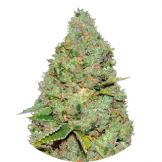 Купить семена марихуаны Critical Auto Fem. Купить семена марихуаны Critical Auto Fem.