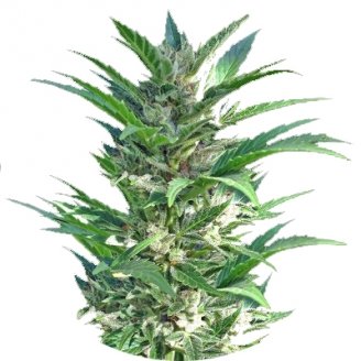 Купить семена марихуаны Haze Auto Fem. Купить семена марихуаны Haze Auto Fem.
