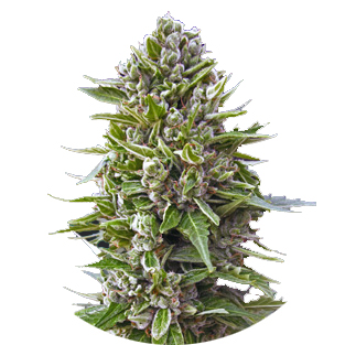 Купить семена марихуаны Northern Lights Auto Fem. Купить семена марихуаны Northern Lights Auto Fem.