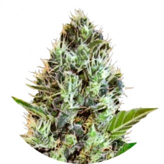 Купить семена марихуаны Somango Auto Fem. Купить семена марихуаны Somango Auto Fem.