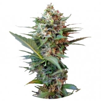 Купить семена марихуаны Big Devil XL Auto Fem. Купить семена марихуаны Big Devil XL Auto Fem.