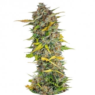 Купить семена марихуаны Cream Mandarine Auto Fem. Купить семена марихуаны Cream Mandarine Auto Fem.