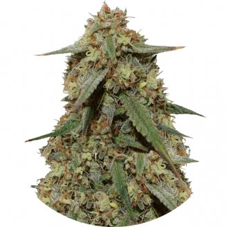 Купить семена марихуаны Girl Scout Cookies Fem. Купить семена марихуаны Girl Scout Cookies Fem.