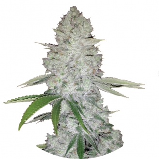 Купить семена марихуаны Gorilla Glue Fem. Купить семена марихуаны Gorilla Glue Fem.