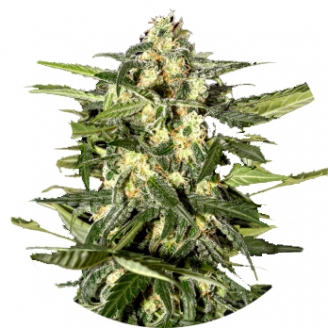 Купить семена марихуаны Jack Herer Auto Fem. Купить семена марихуаны Jack Herer Auto Fem.