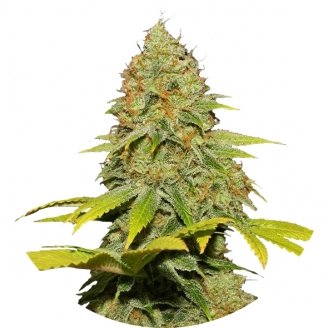 Купить семена марихуаны Jack Herer Reg. Купить семена марихуаны Jack Herer Reg.