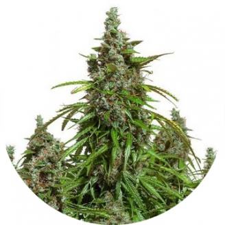 Купить семена марихуаны Mazar Auto Fem. Купить семена марихуаны Mazar Auto Fem.