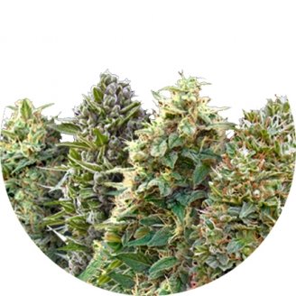 Купить семена марихуаны Mix Auto Fem. Купить семена марихуаны Mix Auto Fem.