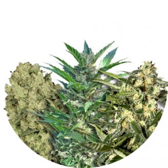 Купить семена марихуаны Sativa Mix #1 Auto Fem. Купить семена марихуаны Sativa Mix #1 Auto Fem.