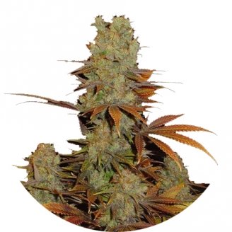 Купить семена марихуаны Somango Fem. Купить семена марихуаны Somango Fem.