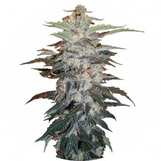 Купить семена марихуаны Zkittlez Auto Fem. Купить семена марихуаны Zkittlez Auto Fem.